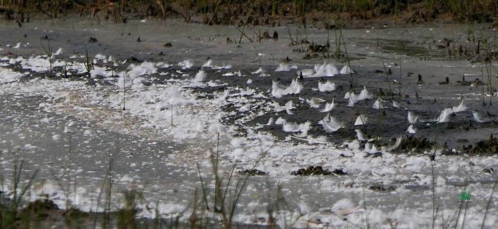 The shore is littered with goose feathers
