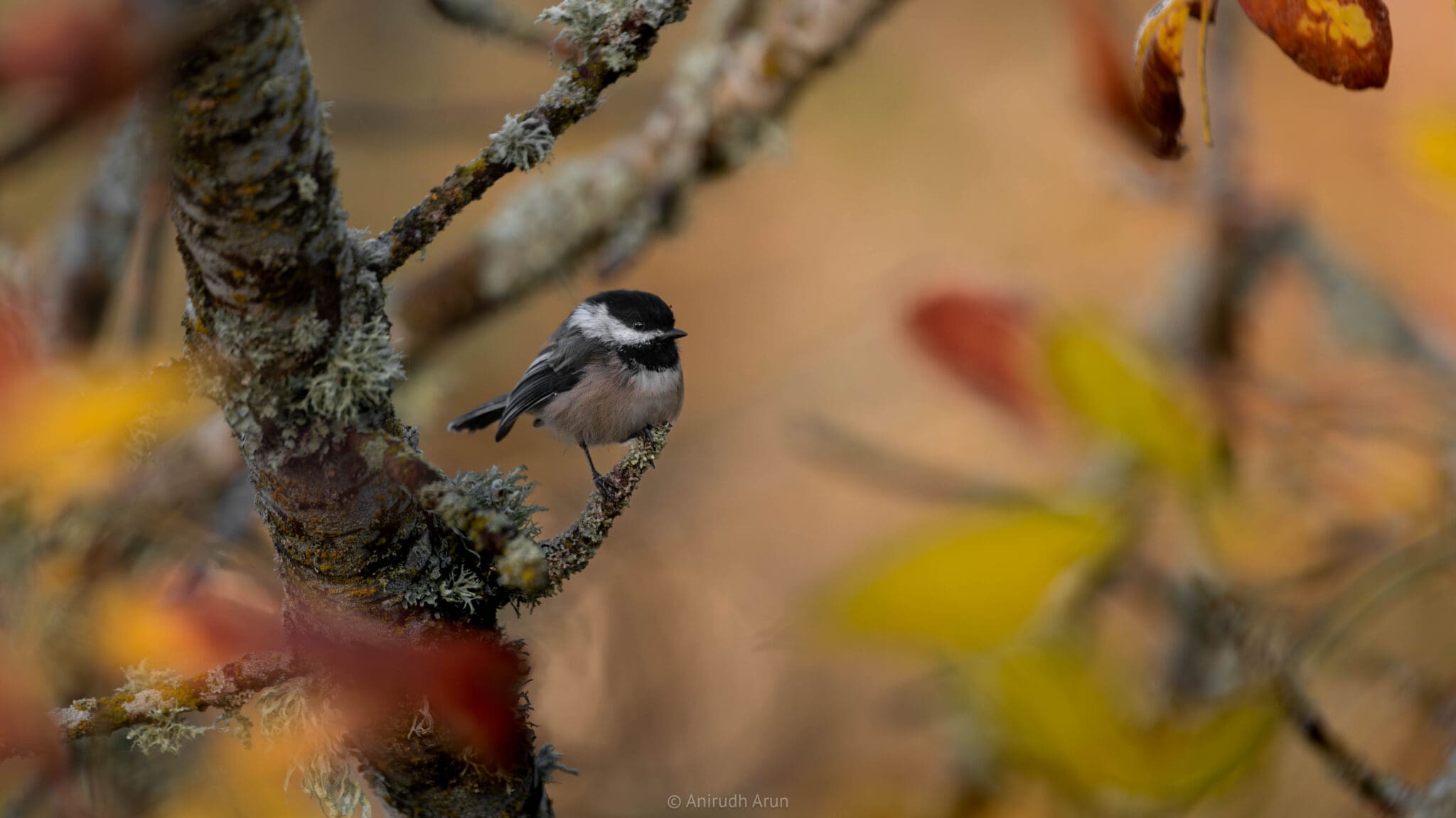 A Birdwatcher Celebrates Fall