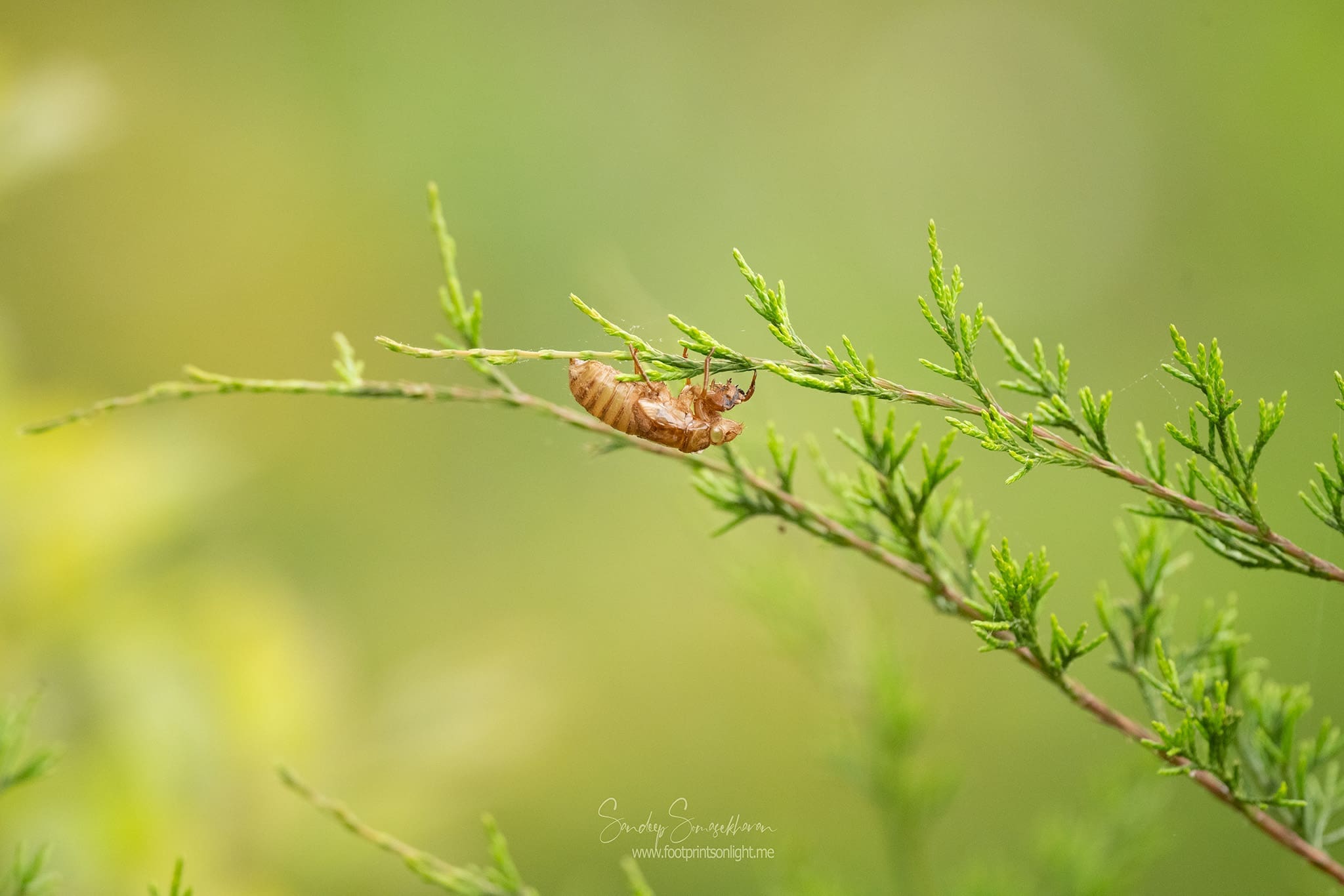 Cicada Apocalypse – A Survivor’s Account