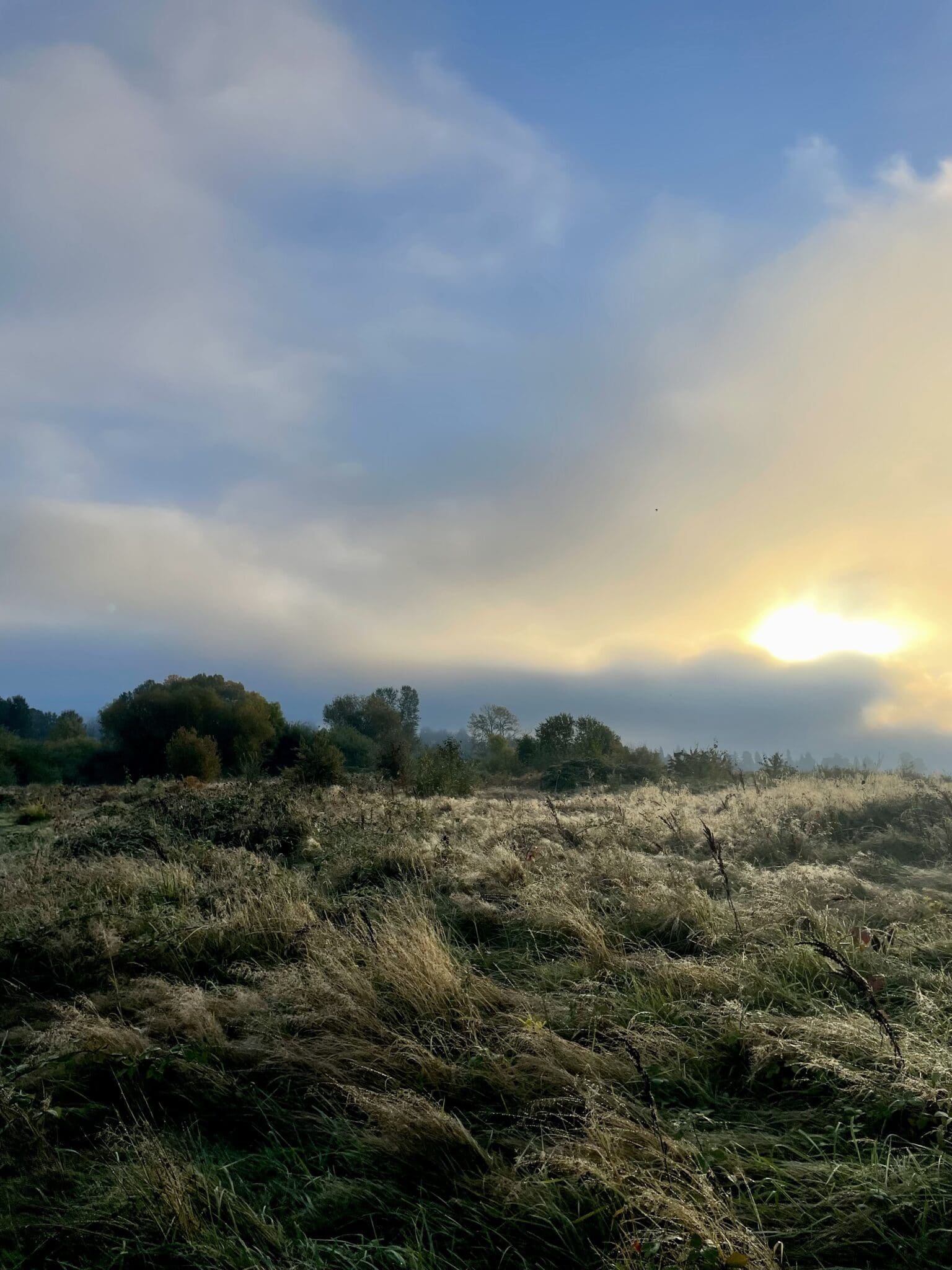 A cold, windy fall morning at Union Bay Natural Area