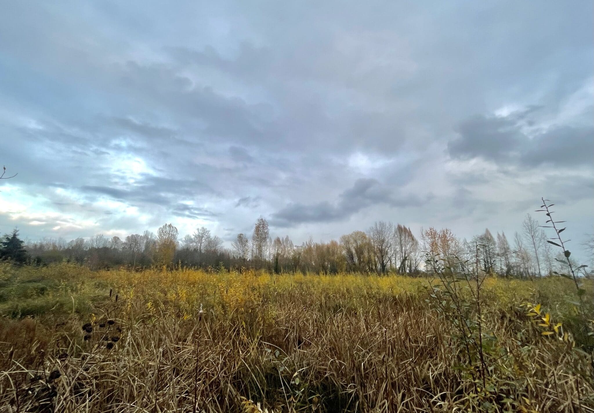 A rainy fall evening at Union Bay Natural Area