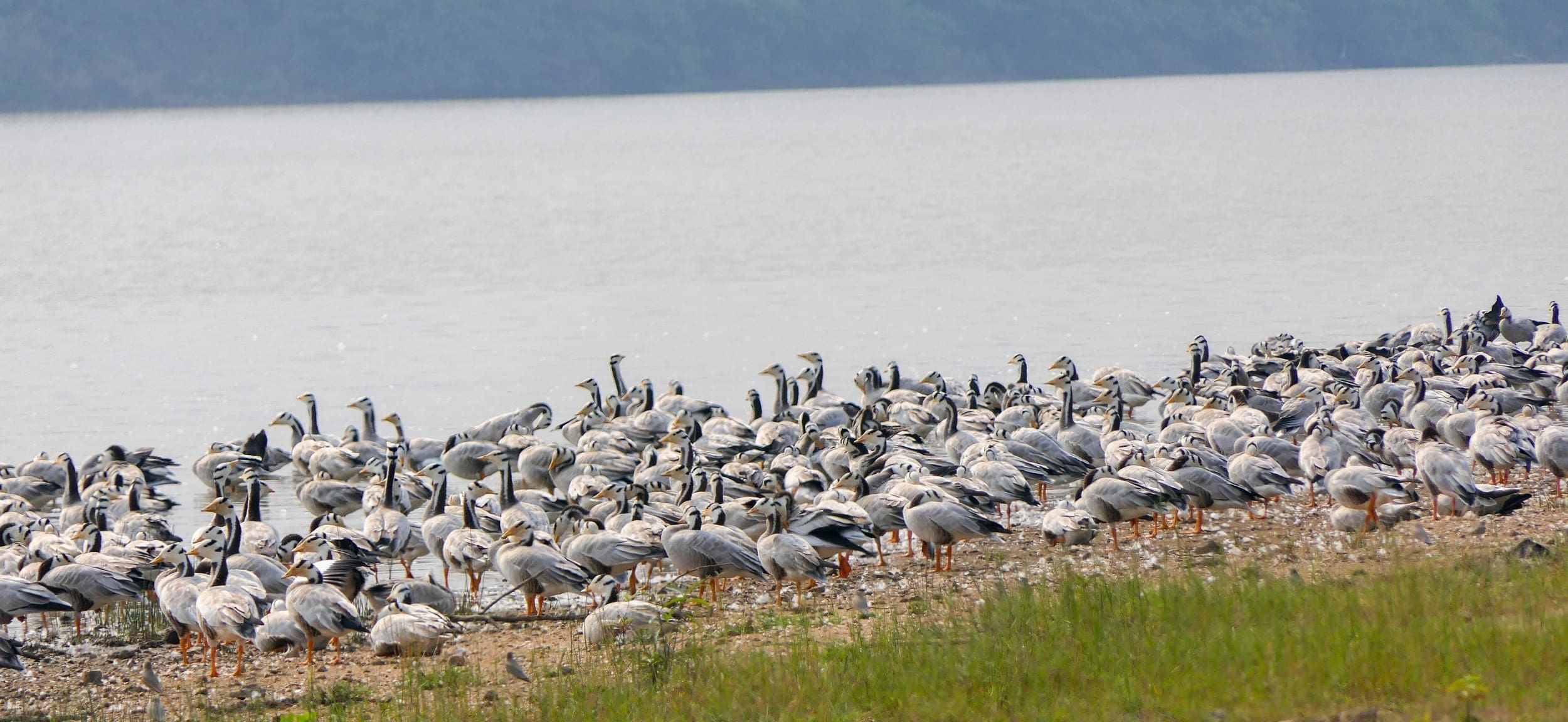 There are at least two thousand birds in this flock