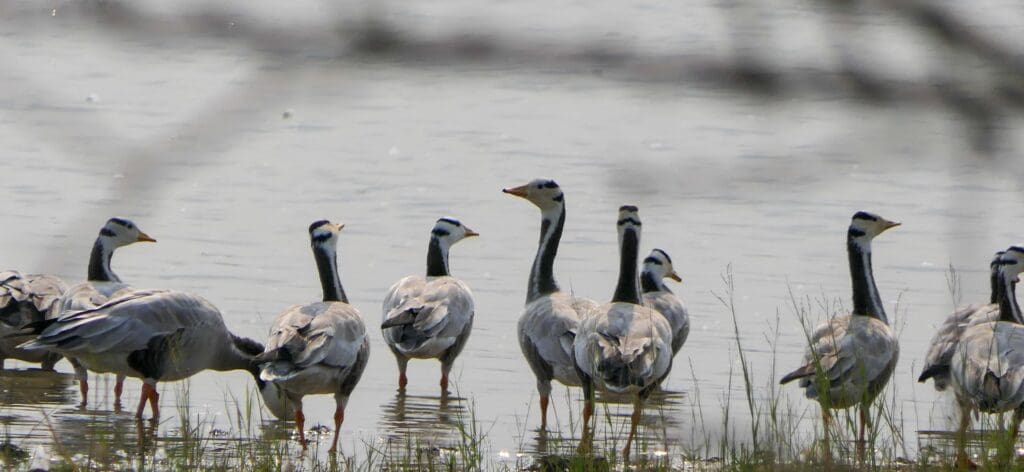 The flock allows us to get quite close, but some birds wade into the water where they feel safer