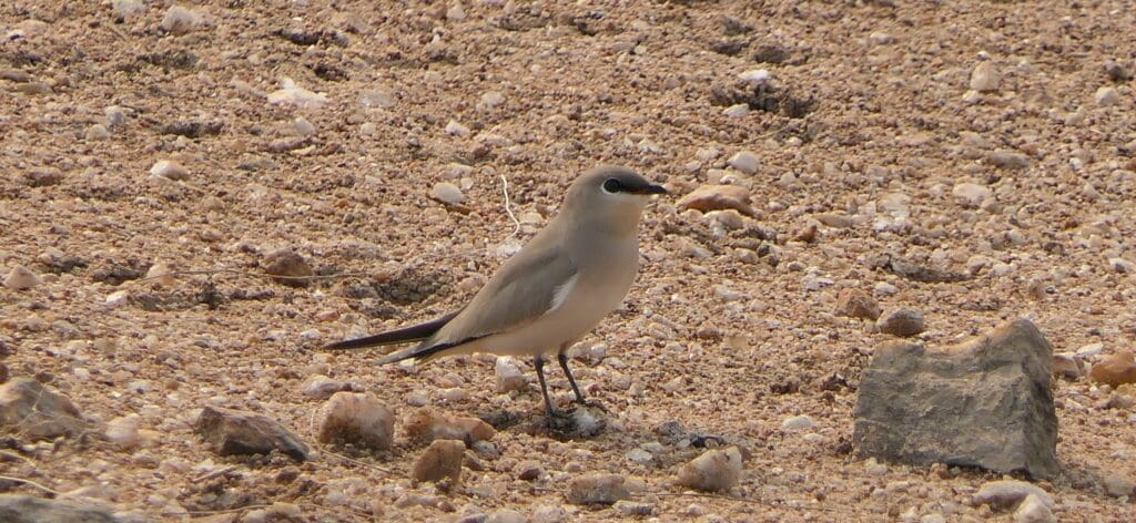A Small Pratincole at Shettikere