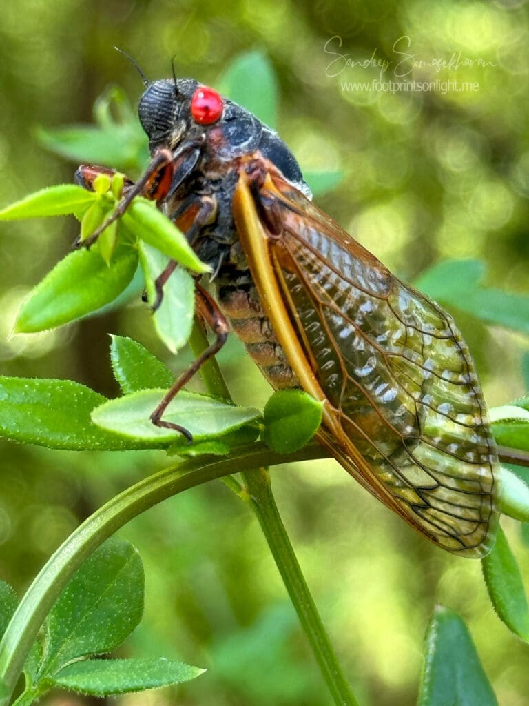 A resting cicada appears to have bloodshot eyes