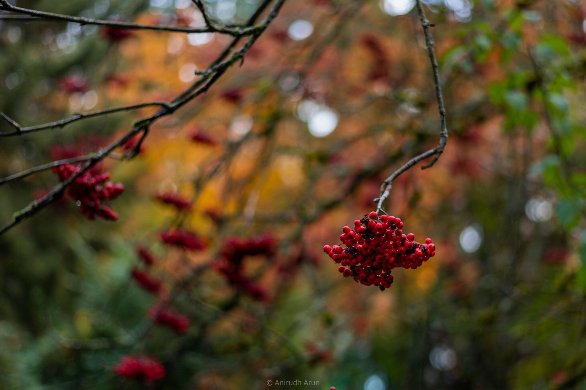 Red Viburnum berries add to the colour pop of fall in North America