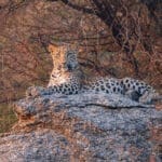 Hidden in the Rocks: The Wild Wonders of Jawai Leopards of Jawai