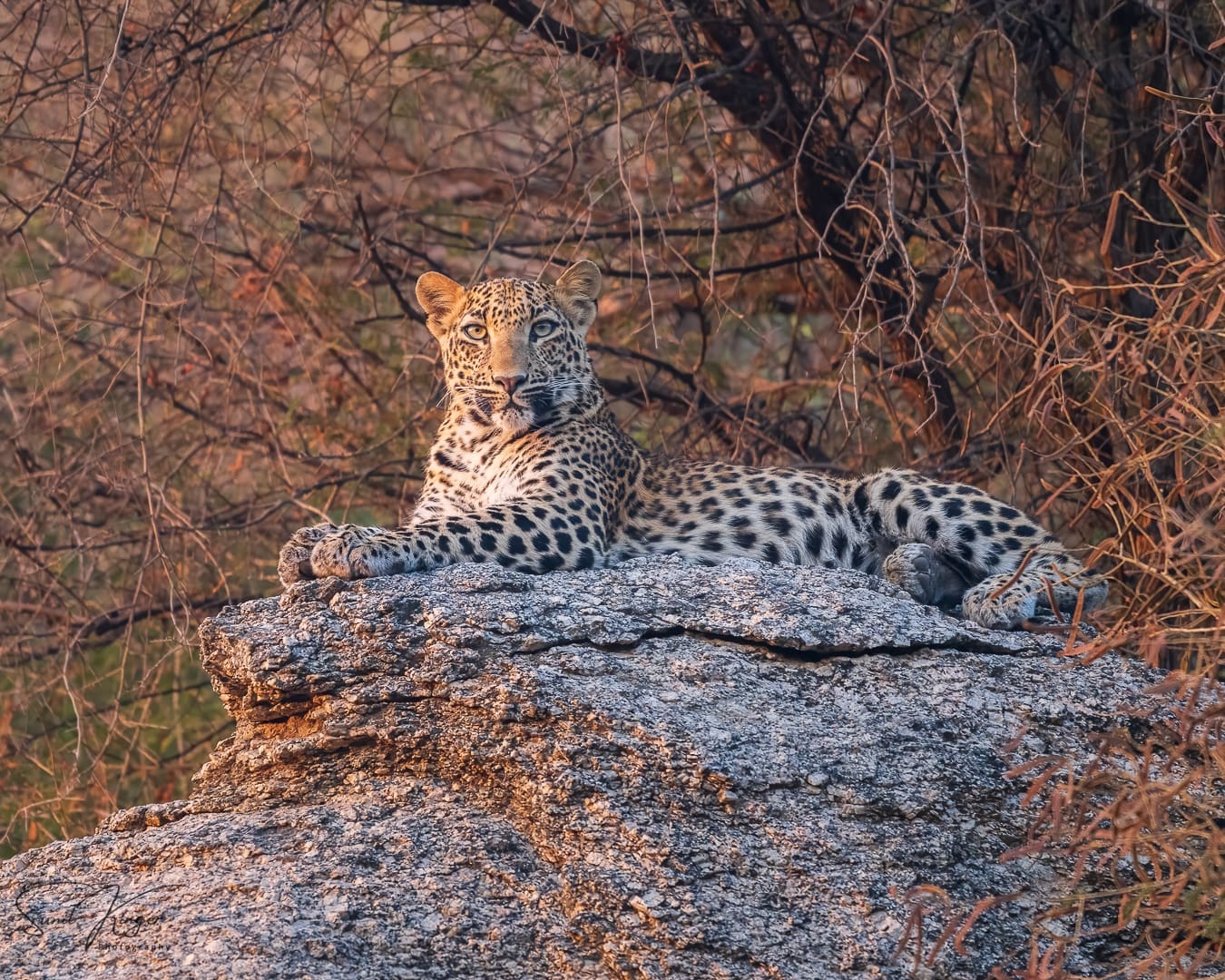 Leopards of Jawai