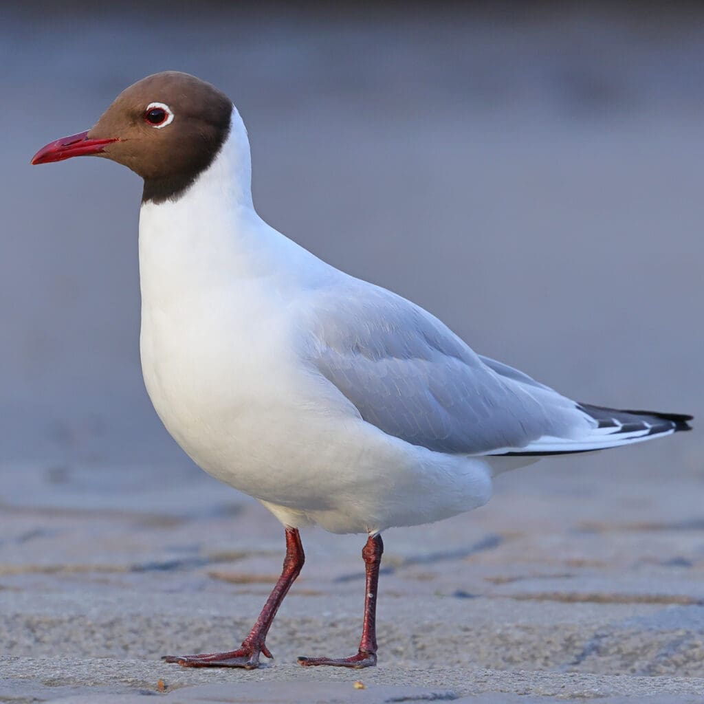 Adult Black-headed Gull in summer breeding plumage in Norway. Photographed by Kakul Paul, author at The Green Ogre