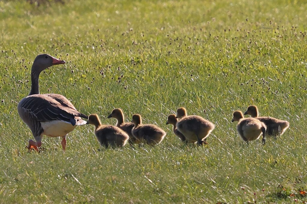 Adult Greylag Goose with goslings. Photographed in Norway by Kakul Paul, author at The Green Ogre