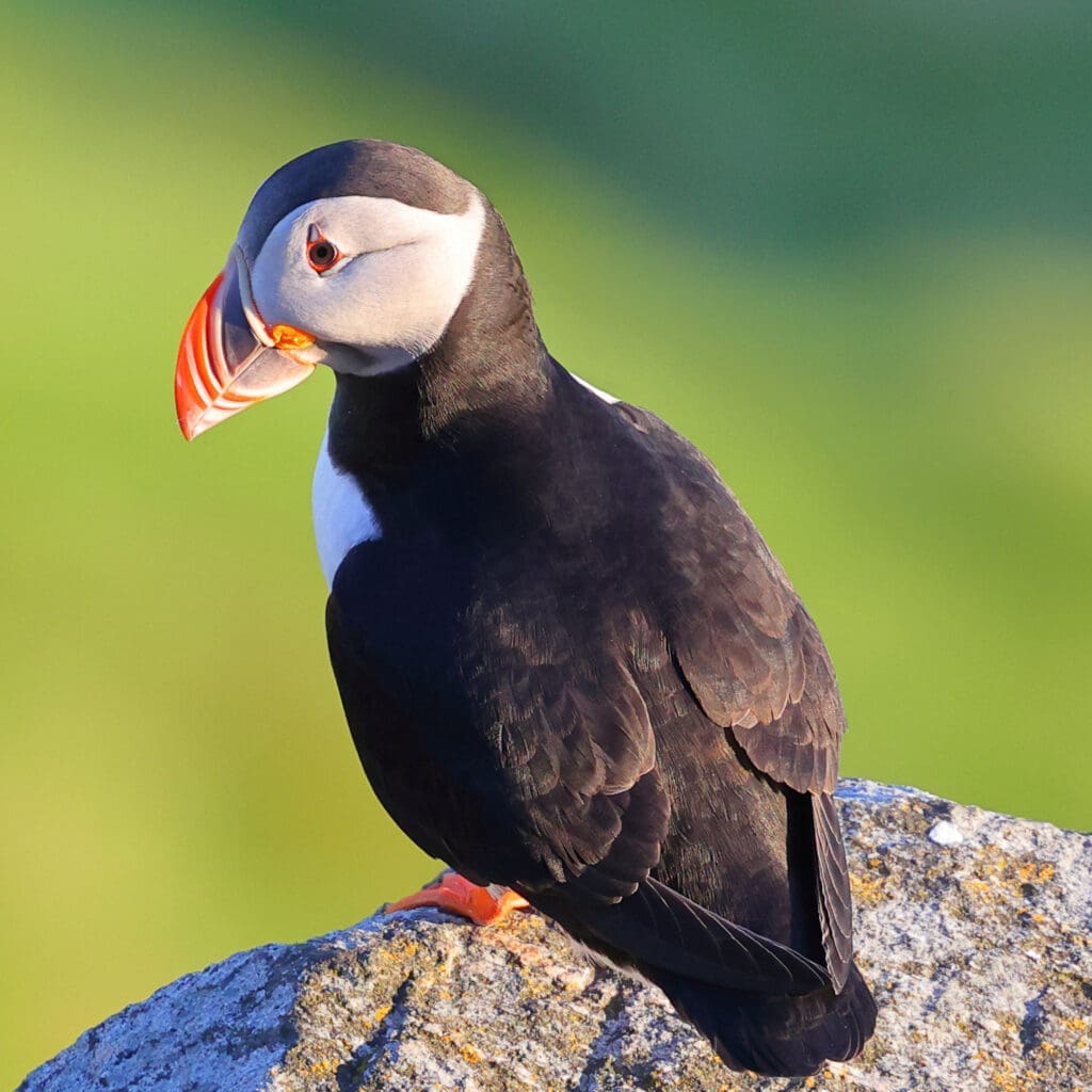 Atlantic Puffin in Norway. Photographed by Kakul Paul, author at The Green Ogre