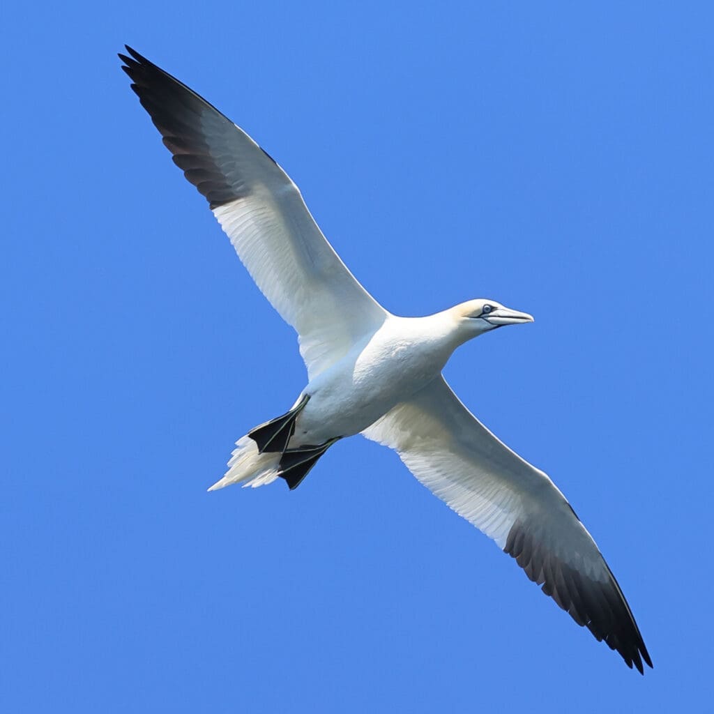 Northern Gannet in Norway. Photographed by Kakul Paul, author at The Green Ogre