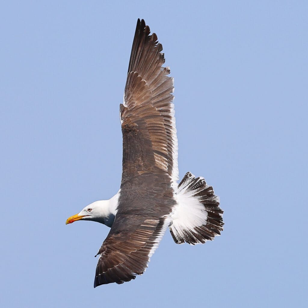 Great Black-backed Gull photographed in Norway by Kakul Paul, author at The Green Ogre