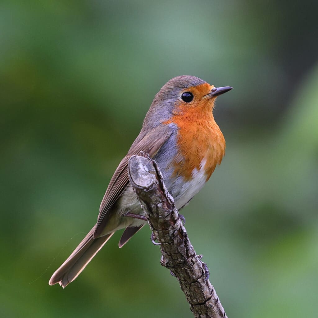 European Robin in Norway. Photographed by Kakul Paul, author at The Green Ogre