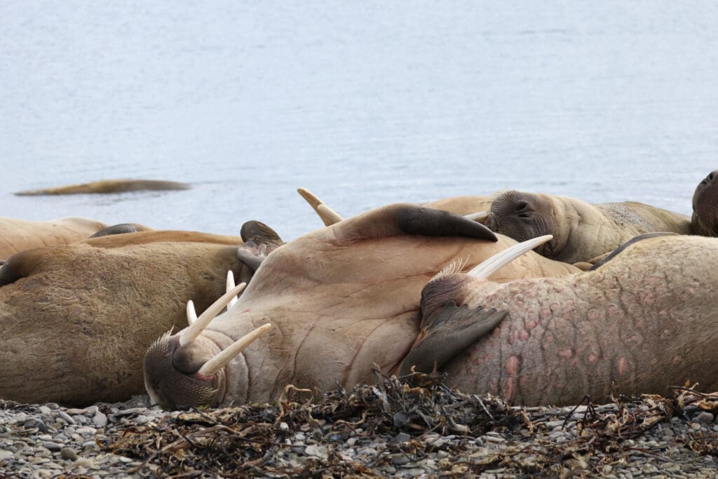 Walruses rest on the shore in Norway. Photographed by Kakul Paul, author at The Green Ogre