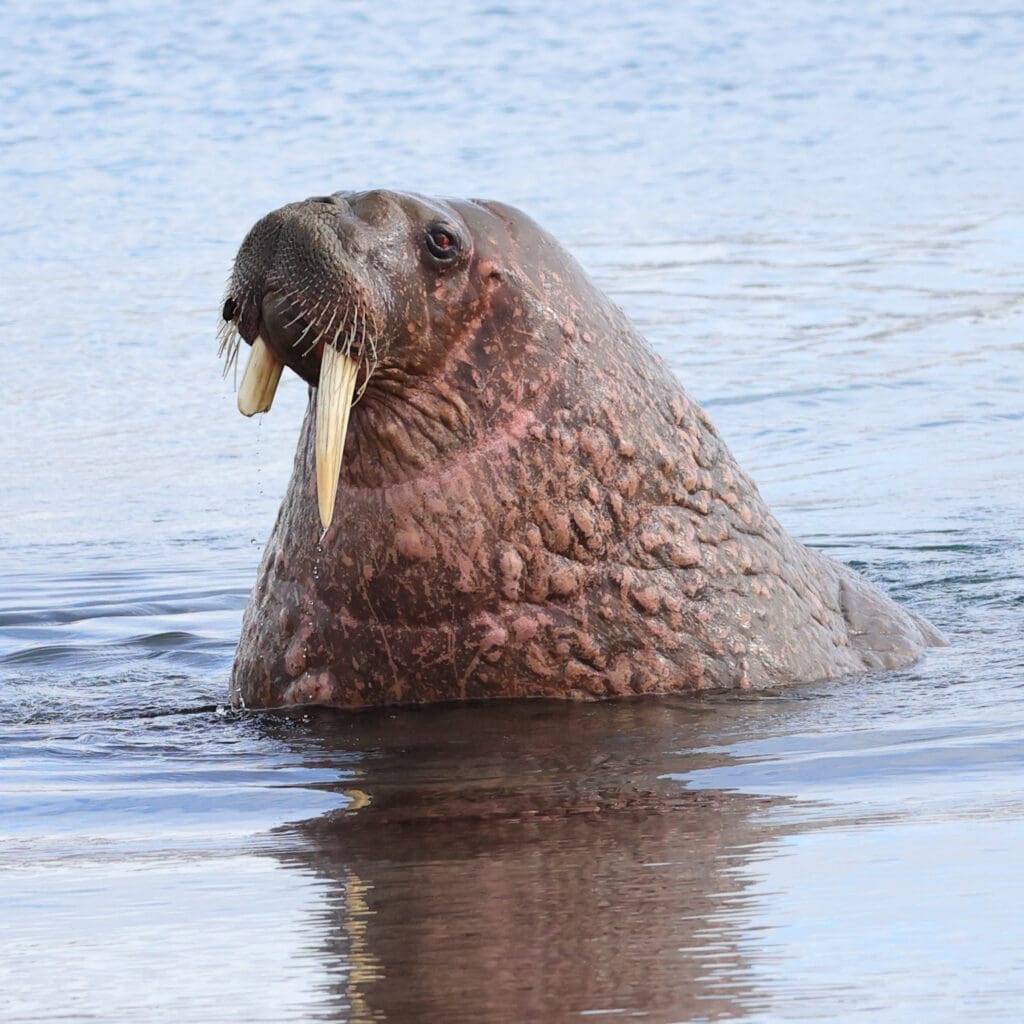 Walrus in Norway, photographed by Kakul Paul, author at The Green Ogre