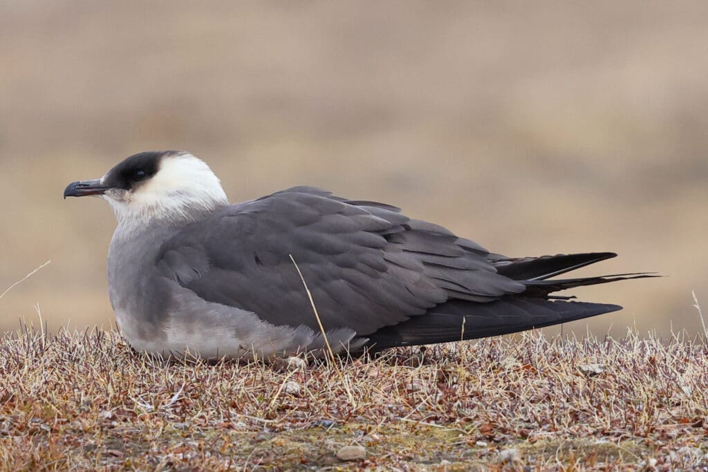 Parasitic Jaeger or Arctic Skua photographed in Norway by Kakul Paul, author at The Green Ogre