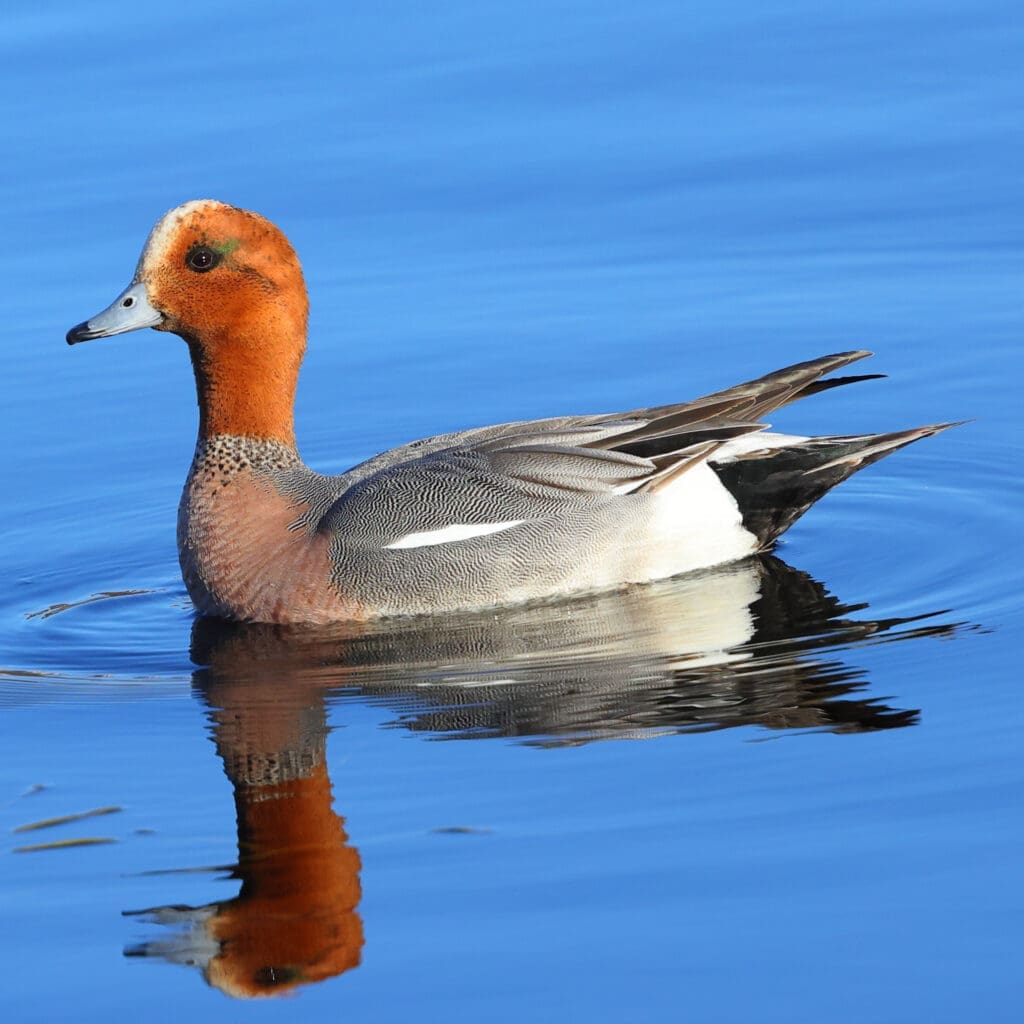 Male Eurasian Wigeon in Norway photographed by Kakul Paul, author at The Green Ogre