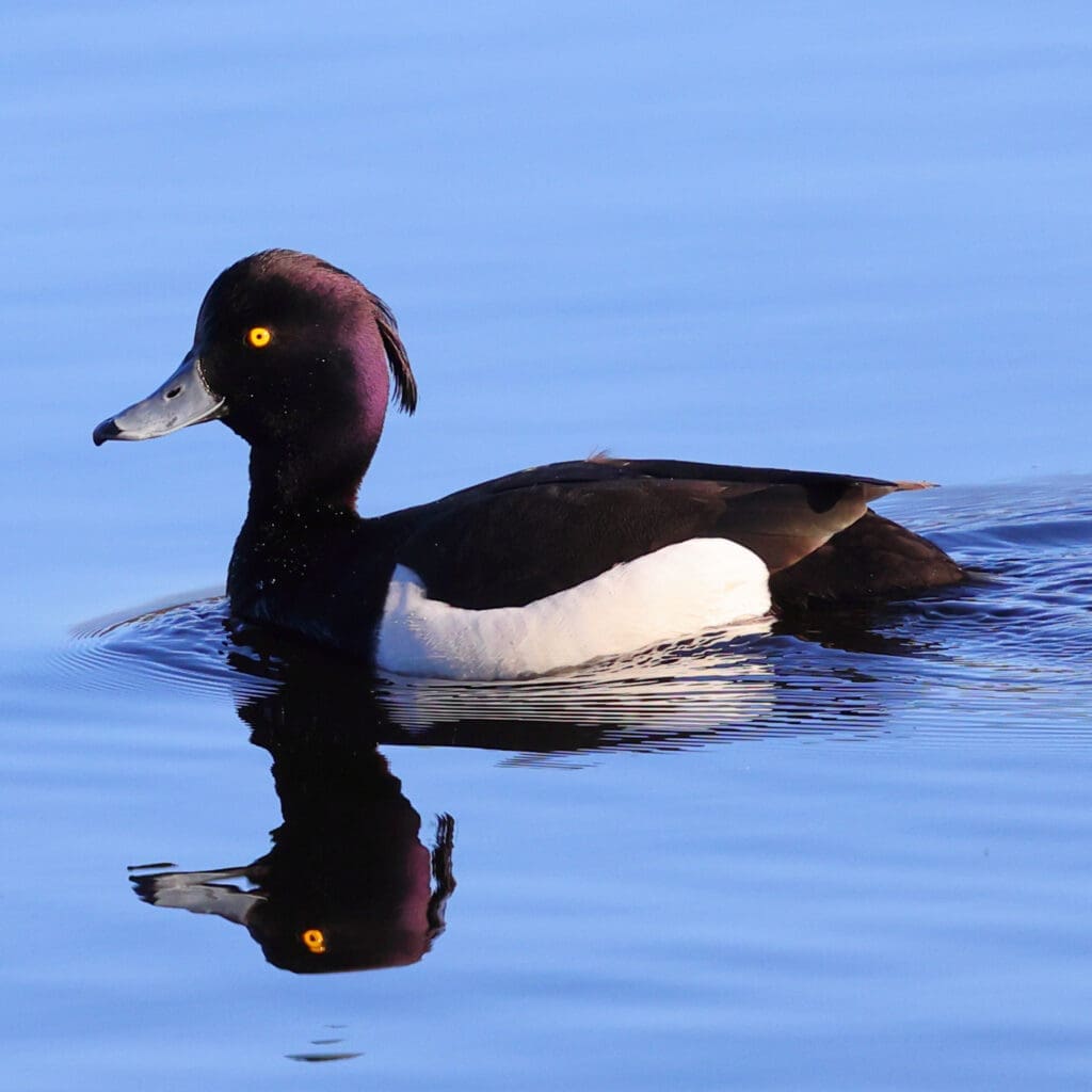 Tufted Duck in Norway, photographed by Kakul Paul, author at The Green Ogre