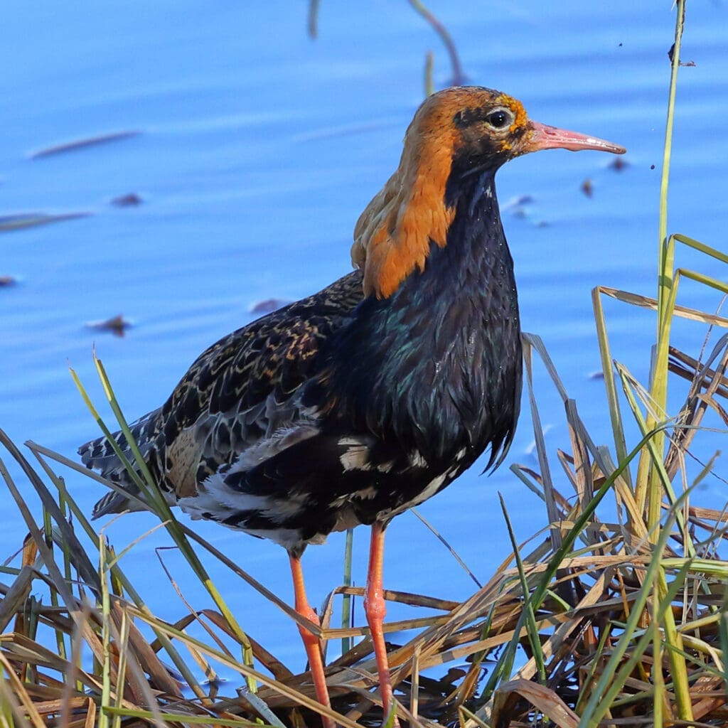 Ruff, photographed in Norway by Kakul Paul, author at The Green Ogre