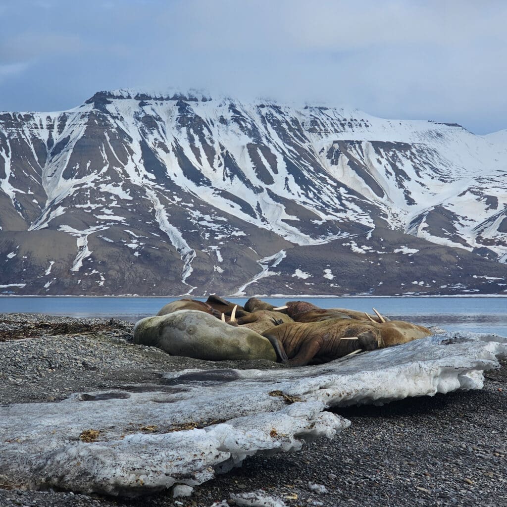 A herd of walruses in Norway. Photographed by Kakul Paul, author at The Green Ogre