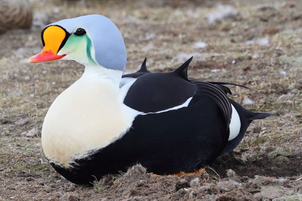 A male King Eider in Norway. Photographed by Kakul Paul, author at The Green Ogre