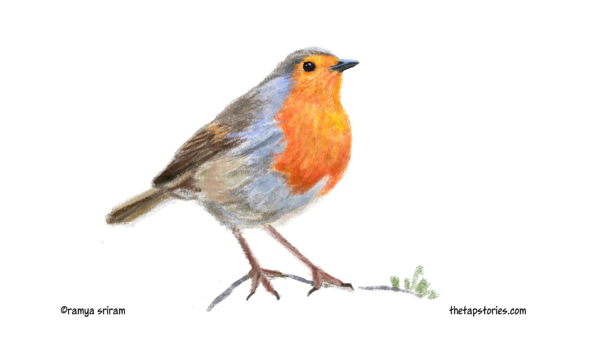 Finding home in the company of birds