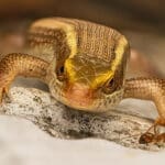 Golden Skink in Bengaluru by Raghuram Annadana