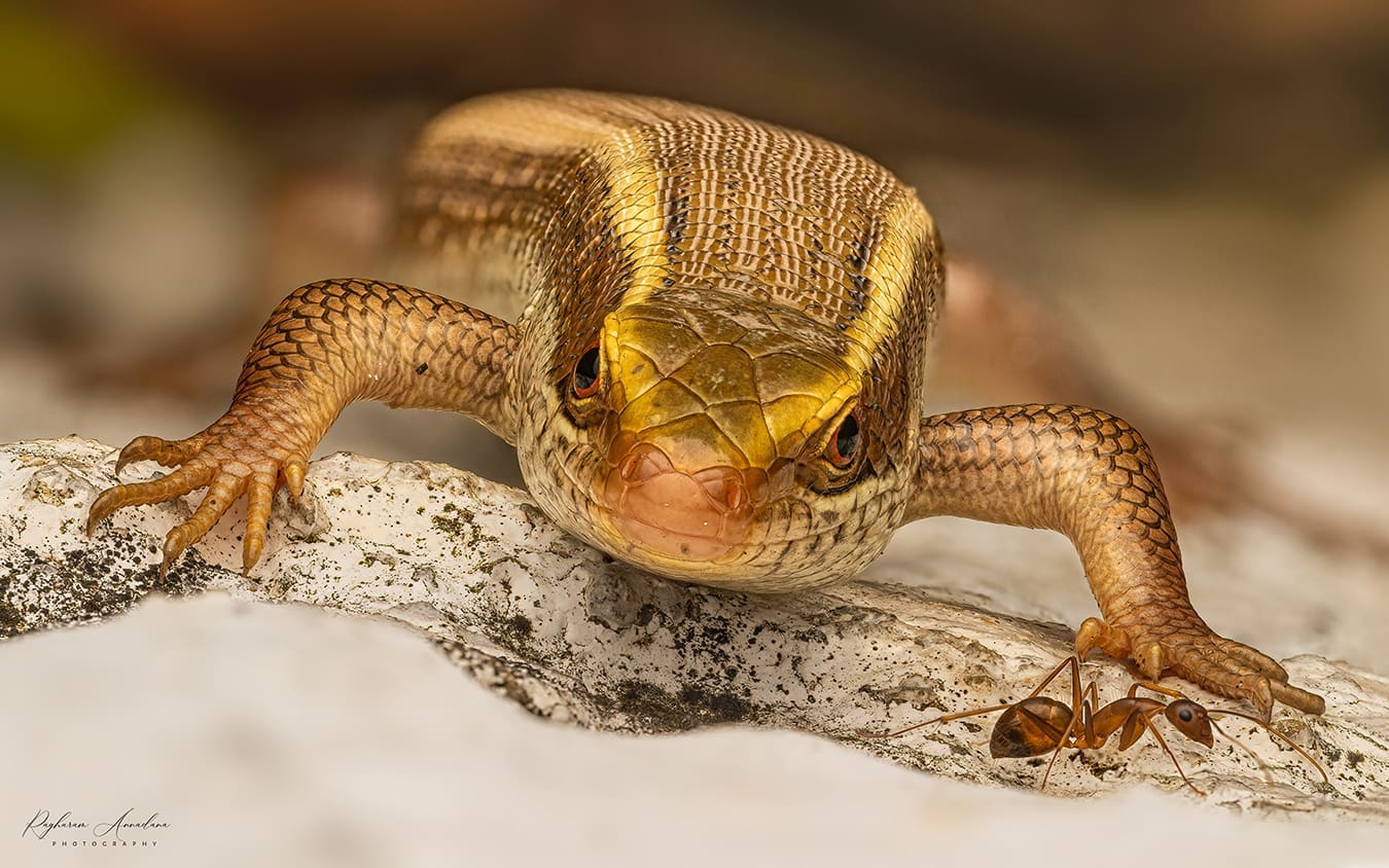 Urban Bestiary: Discover the Hidden Wildlife of Bengaluru