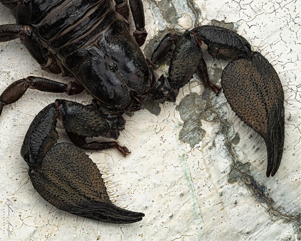 Indian Black Scorpion photographed in Bengaluru by Raghuram Annadana