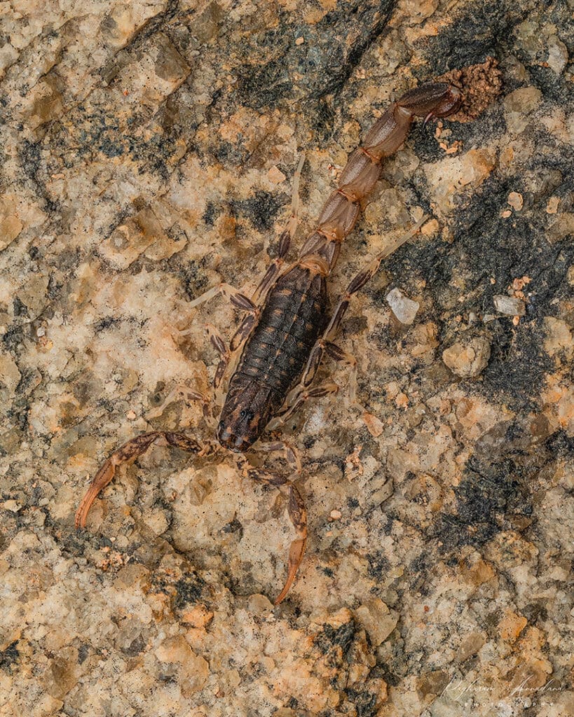 A Brown Scorpion photographed in Bengaluru by Raghuram Annadana