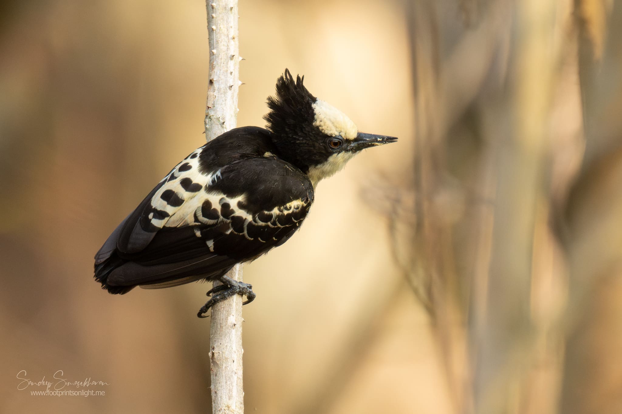 Thattekkad Diary - Heart-spotted Woodpecker photographed by Sandeep Somasekharan