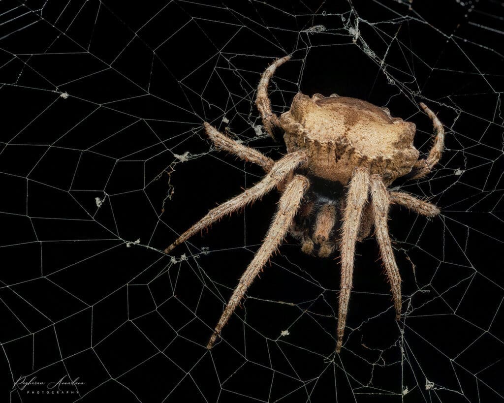 Poltys sp. spider on its web - Raghuram Annadana - Author at The Green Ogre