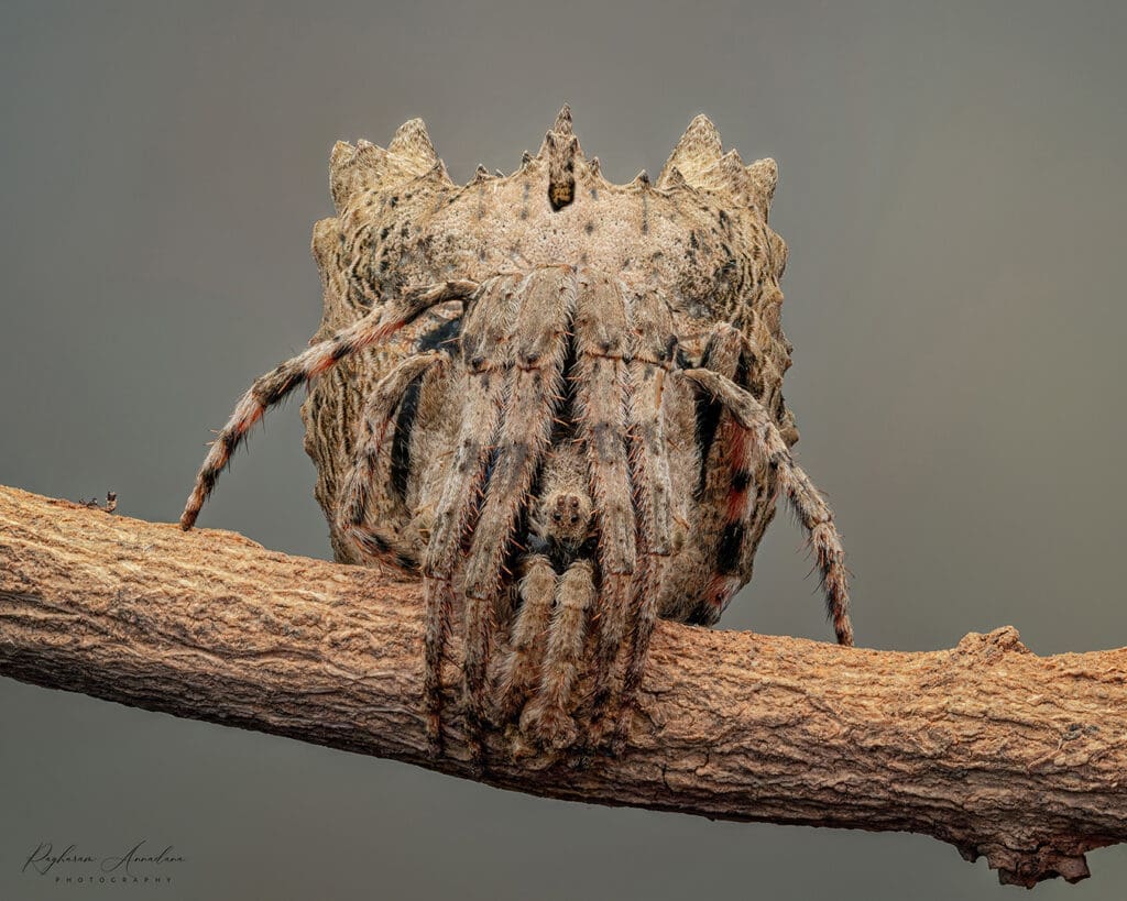 Twig Mimic Spider (Poltys sp.) passing off as a twig - The Hidden Wildlife of Bengaluru