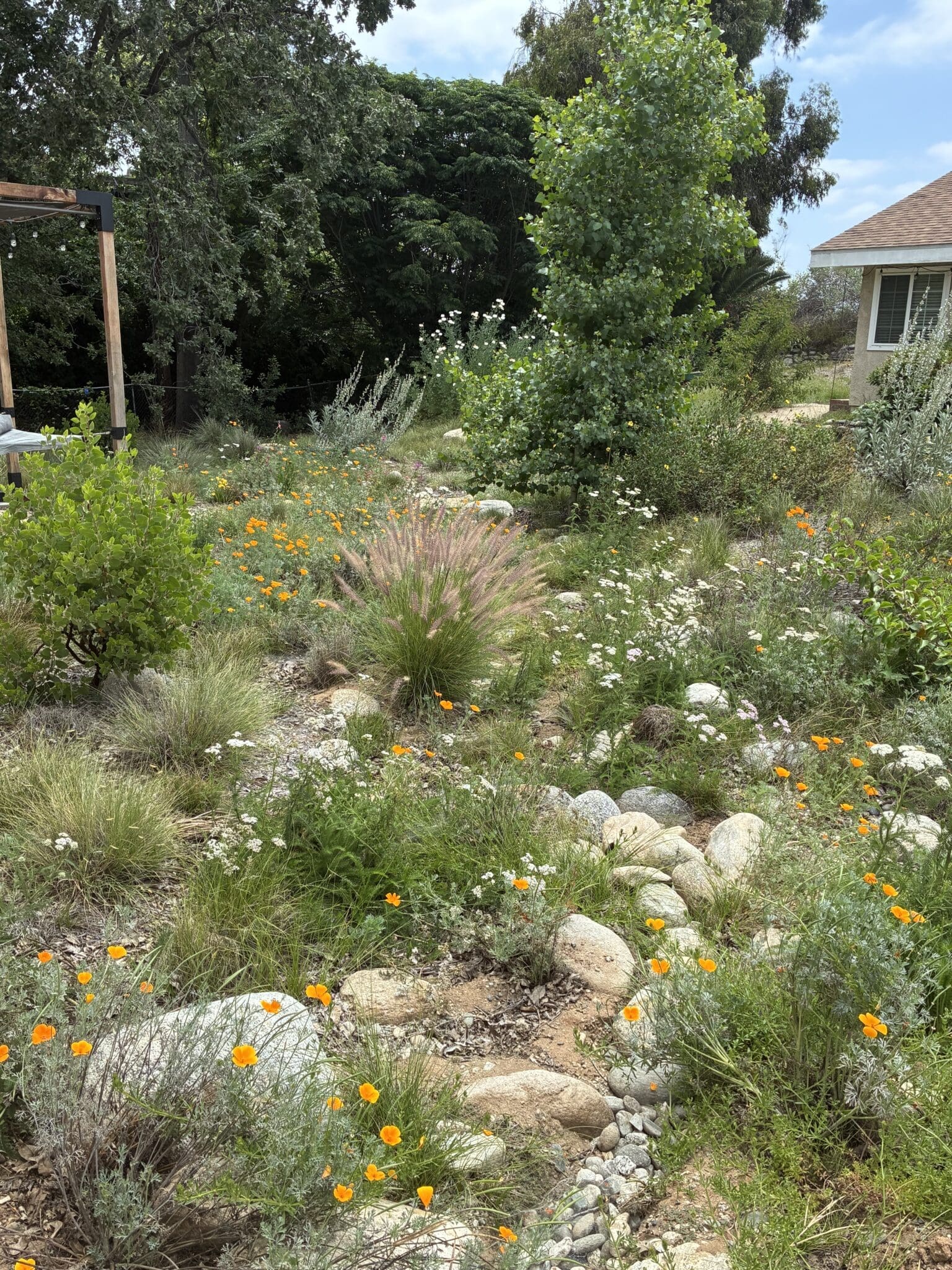 Natural Earth-designed swale in San Gabriel Hills, Southern California. Native Garden. Photo by Gautam Raja for The Green Ogre