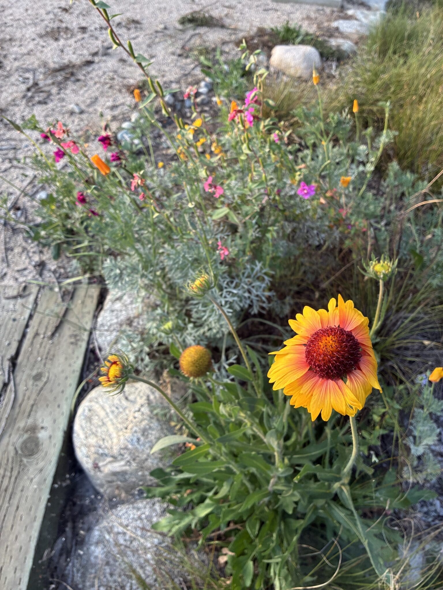Indian Blanketflower and California poppies. Native plants in a SoCal garden. Photograph by Gautam Raja for The Green Ogre