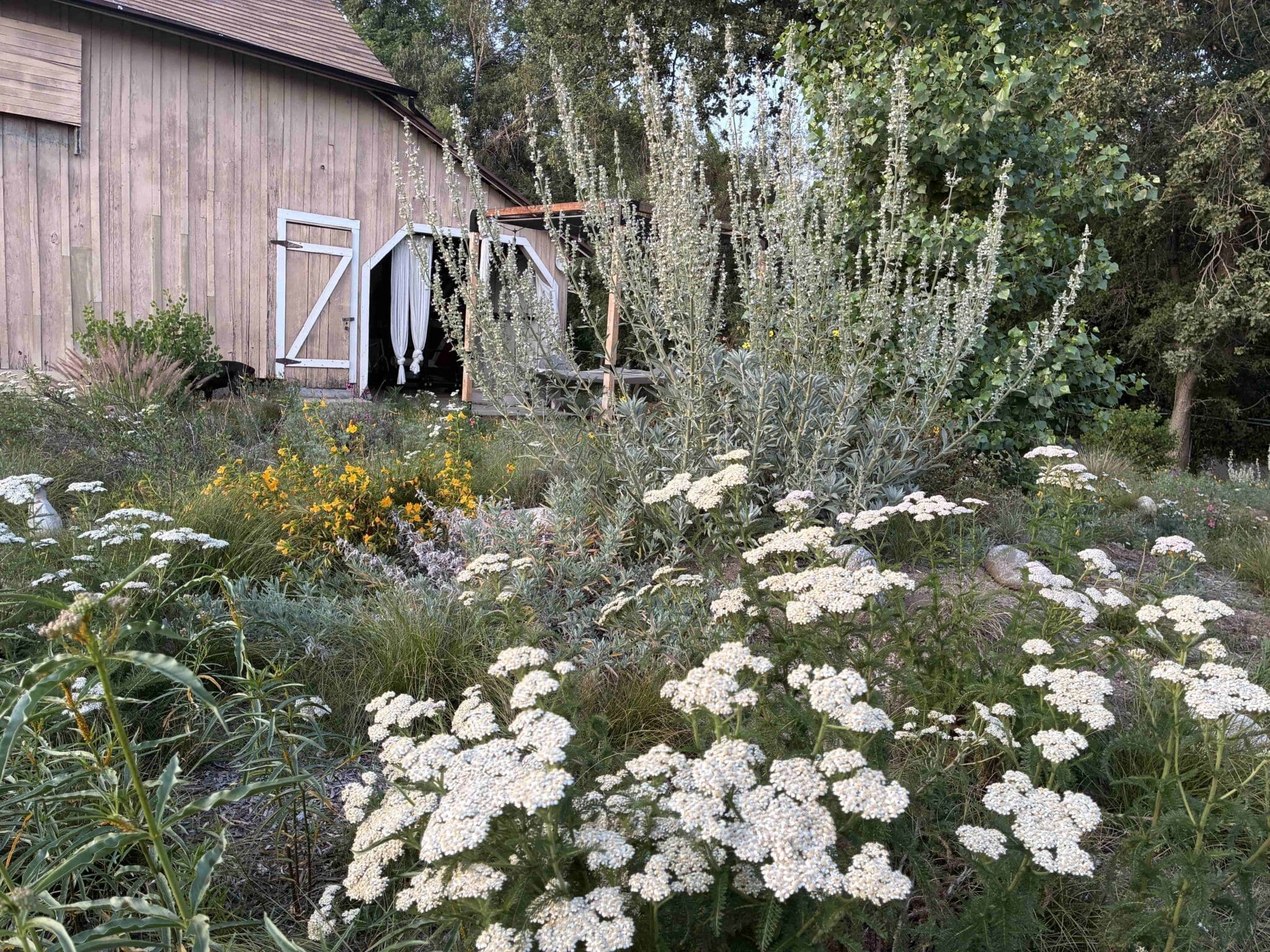 Going Native in California. Native plants in the garden. Photo by Gautam Raja for The Green Ogre