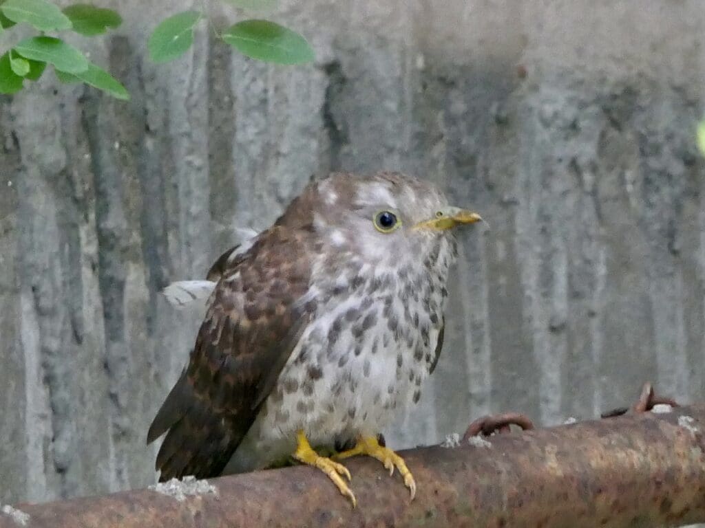 An immature Common Hawk-cuckoo