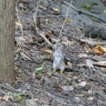 Common Hawk-cuckoo or Brain-fever bird grappling with its intended breakfast, a caterpillar.