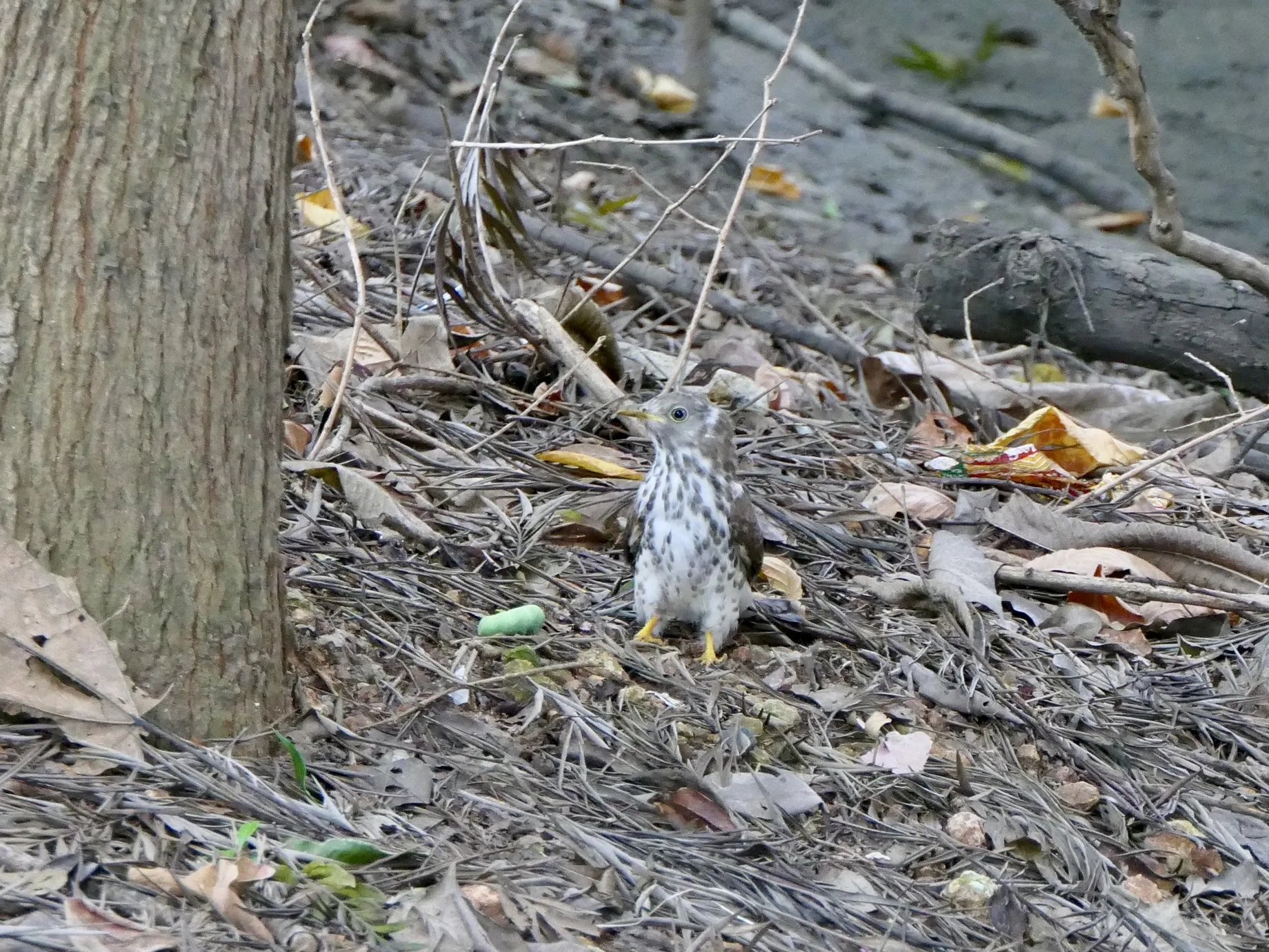 Common Hawk-cuckoo or Brain-fever bird grappling with its intended breakfast, a caterpillar.