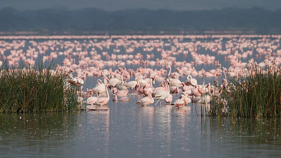Flamingo flock